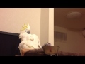 オウムの雄叫び動画