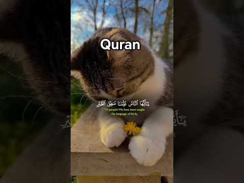 الحمد لله رب العالمين | صوت يبعث السكينة  #قرآن #تلاوة_خاشعة by قناة تلاوات خاشعة وسكينة للقرآن الكريم