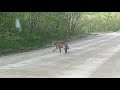 Выход тигрёнка на трассу в Ольгинском районе Приморского края