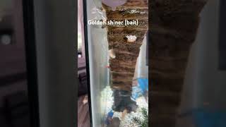 Had Em Since 200000000000 B.c