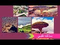 ساكنه قلبي عبدالقادر قوزع مونتاجي 2017
