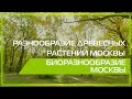 Видео 360 | Разнообразие древесных растений Москвы. Биоразнообразие Москвы