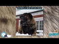 Estrela Mountain Dog 🐶🐾 Everything Dog Breeds 🐾🐶 の動画、YouTube動画。