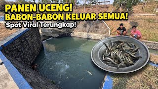 The Thrill of Catching Monster Uceng! This Million-Dollar Spot Is Addictive