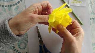 Daffodil dissection with Cheryl