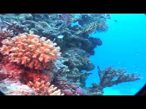 Diving in the Red Sea - Dive Academy - Hurghada - Shaab Abu Nugar