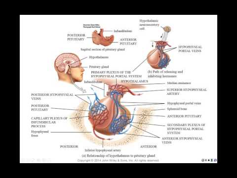 The Hypophyseal Portal System and Homones of the Hypothalamus