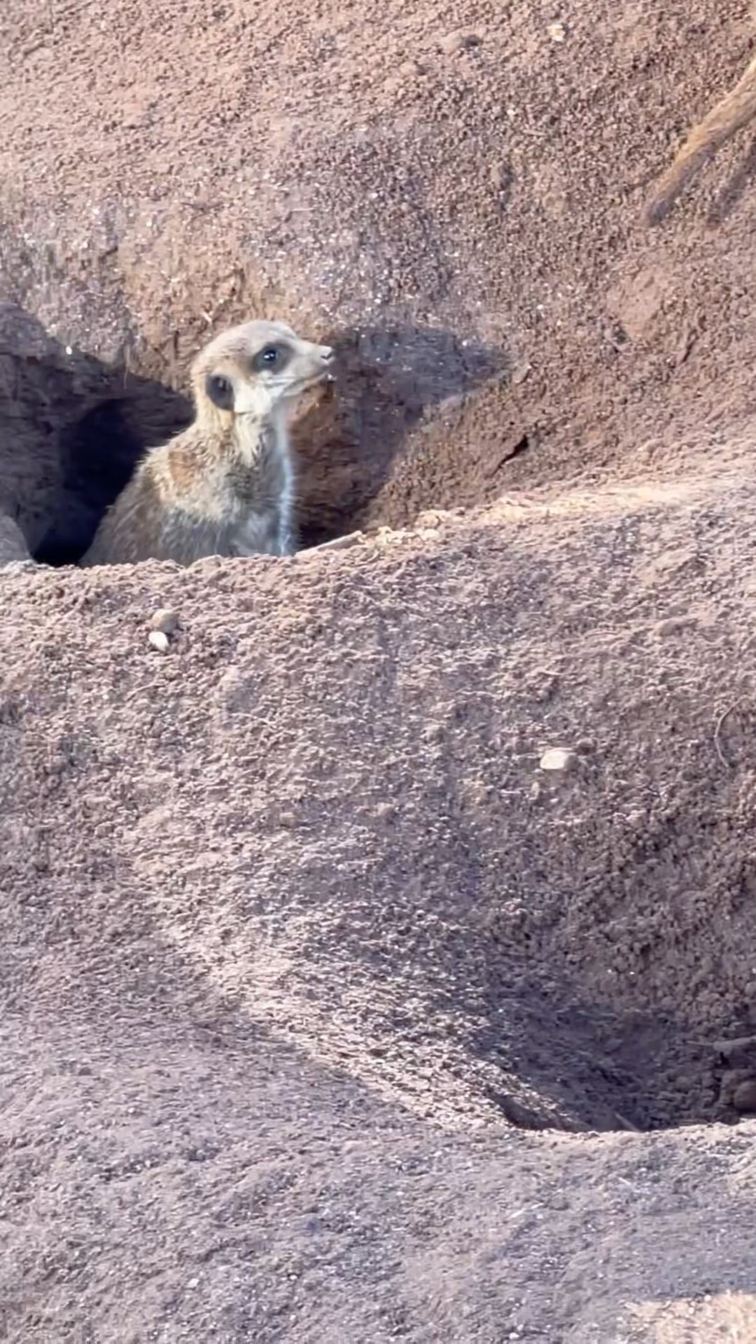 Mongoose Running