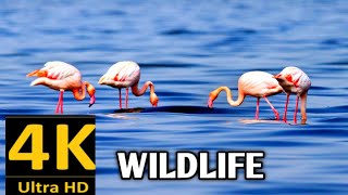 Wild animals collection in 4k,Wild animals 4k video #atharvallinone #wildanimals #wildlife4k by Atharv All in one 445 views 1 year ago 22 minutes