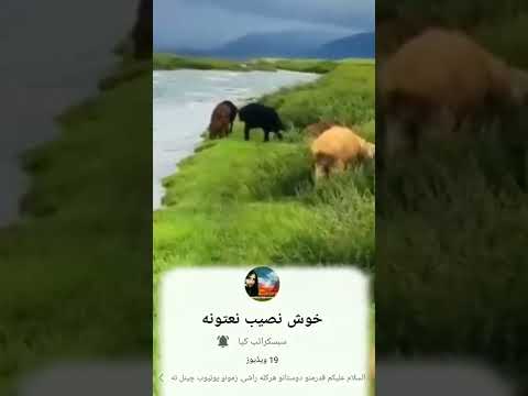آواز نصیب الله خوش نصیب
