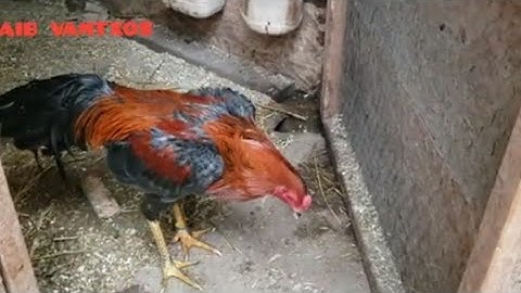 update kuv cov qaib rau peb tau saib ua si