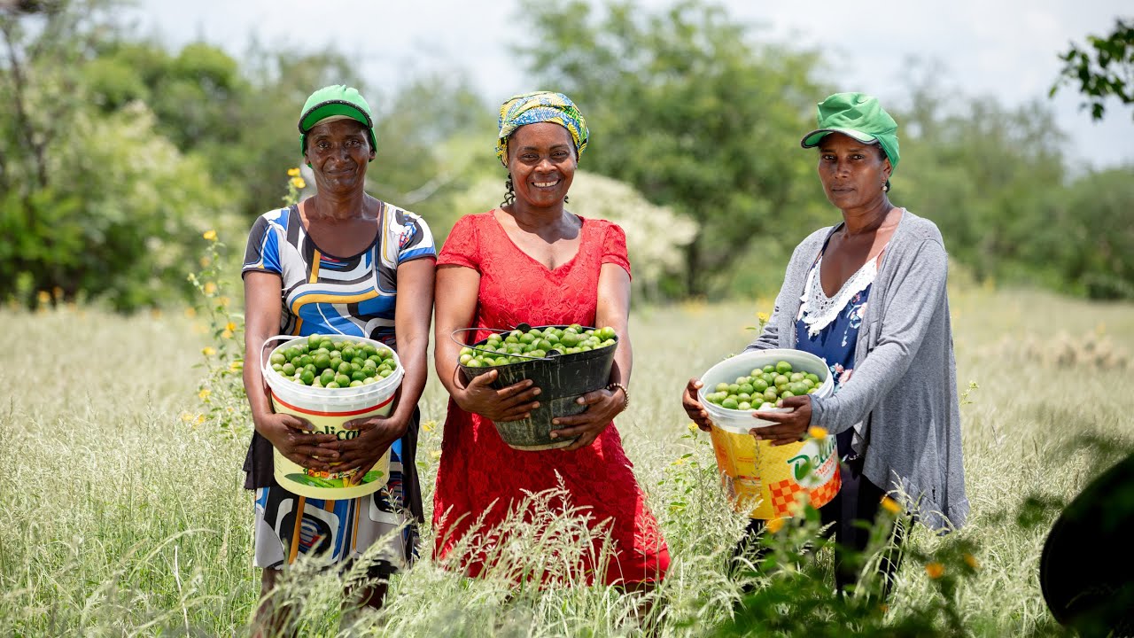 UMBU - MORRO DO CHAPEU - AGRICULTURA DA BAHIA