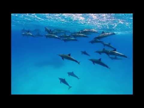 Shaab Sataya, The Best Dive Site in the Egyptian Red Sea