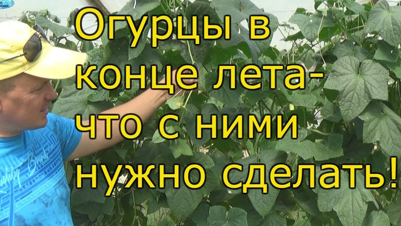 ⁣ОГУРЦЫ В АВГУСТЕ-продление плодоношения!