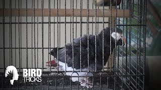 What Happened to Lincoln The Timneh African Grey?