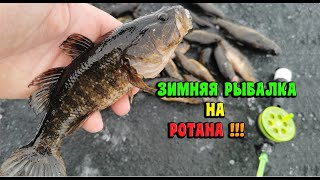 ЗИМНЯЯ РЫБАЛКА на РОТАНА !!! ЧУДОВИЩЕ РЕКИ