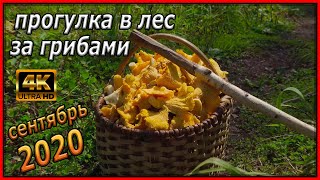 Опять за лисичками в сентябре грибная охота