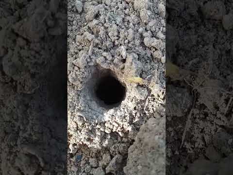 #южнорусский тарантул , как выглядит его норка 👀☝️😉