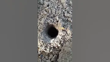 #южнорусский тарантул , как выглядит его норка 👀☝️😉