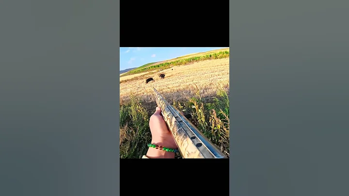великолепный снимок дикого кабана#hunting#chase#challenge#
