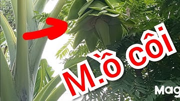 Độc lạ chuối mồ côi RỪNG ở đồng bằng