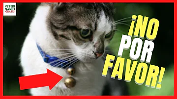 ¿Los collares molestan a los gatos?