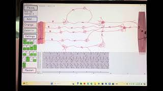 Virtual Neuron Project GSSM