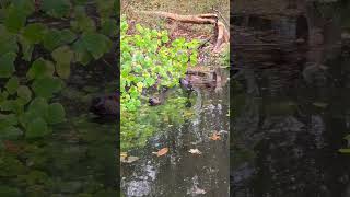 sept23 beaver breakfast 4