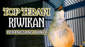 TOP TERAPI !! TRUCUKAN GACOR NGRIWIK, CEPAT MEMANCING TRUCUK SUSAH BUNYI SEKETIKA GACOR