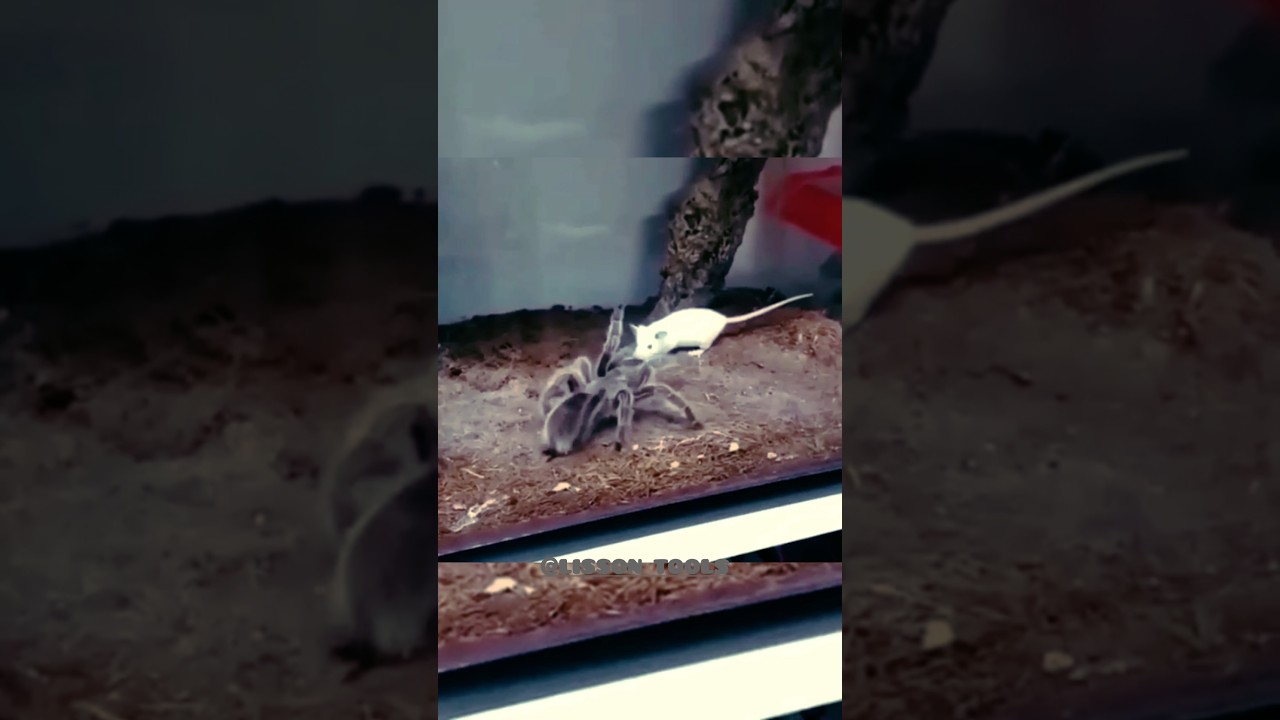 Transformation Bay Animals 💀☠️ 