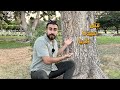 قصة مقتل سيدنا زكريا ونشره داخل الشجرة 
