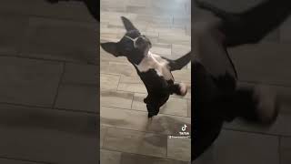 Boston Terrier Puppy .. Walks, Spin & Dances to Kodak Black “Spin” hilarious #dog #tricks #boston