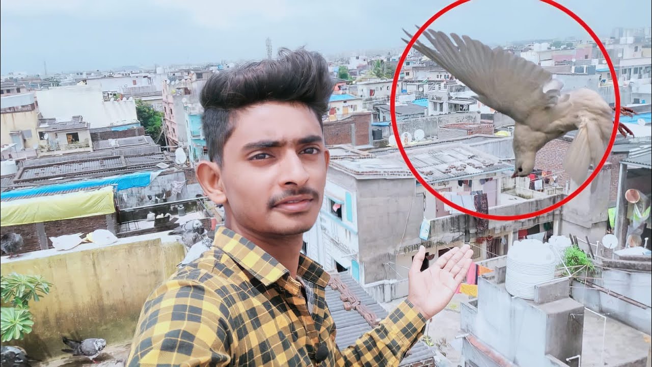 Ye Hai Hmare LOFT kaa Sabse Best Roller Pigeon || पलटी मार Kabootar 😜