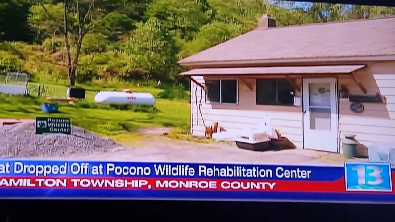 Declawed Cat left at Pocono Wildlife Rehabilitation Center 