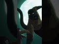「久しぶりに血が騒ぐ」/アニメ『BEASTARS FINAL SEASON』#3　老龍の逆鱗