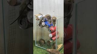 Best Mouse Trap Idea/Good Spinning Mouse Trap #Mousetrap #Rattrap #Rat
