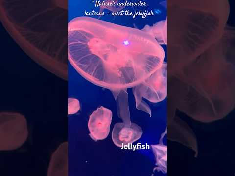 #jellyfish #dubaiaquarium #dubaiaquariumandunderwaterzoo #dubaitour