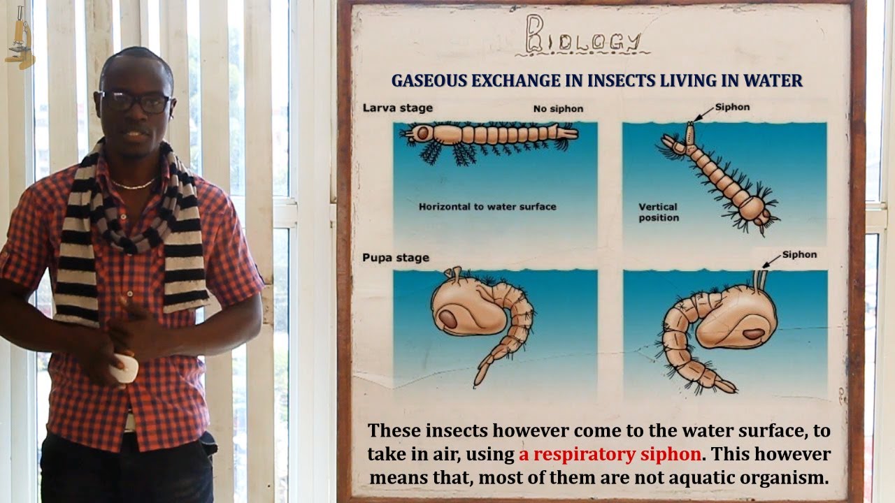 ⁣10. Gaseous Exchange in Animals Biology Form 2