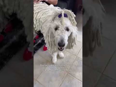 Собака с дредами — комондор 🐶 #shorts #породысобак