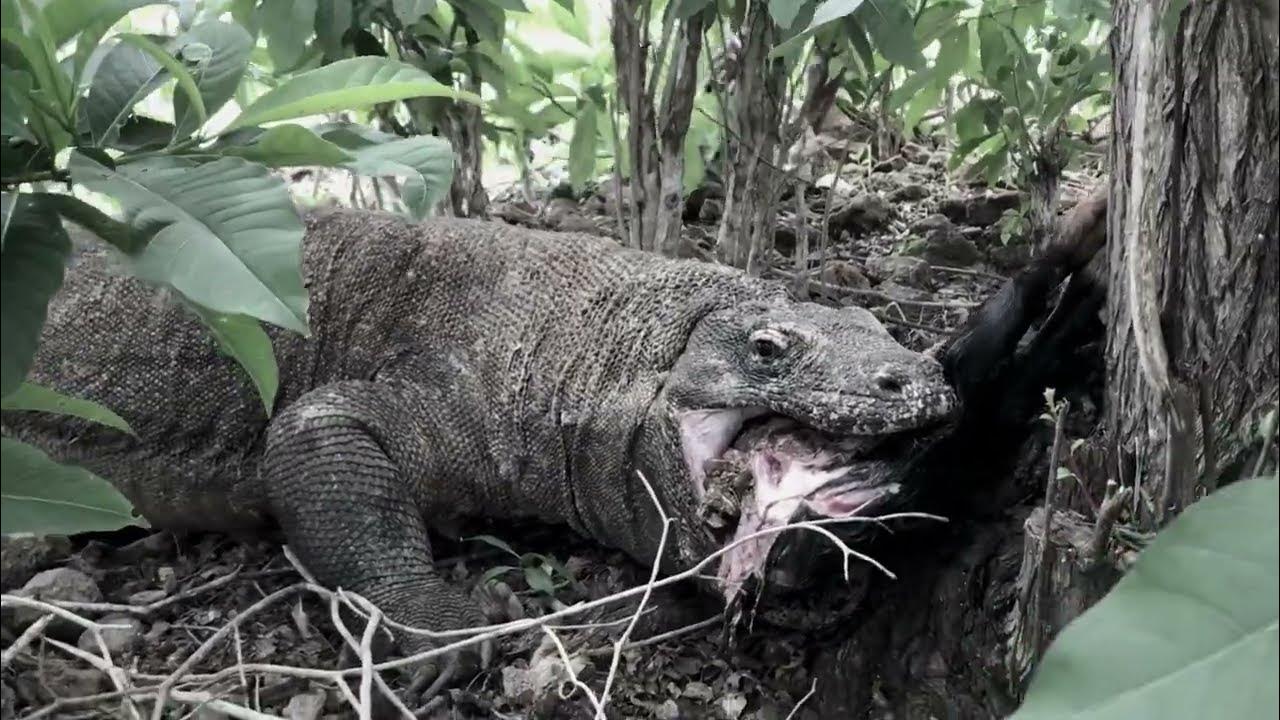 Wow😱 The Komodo dragon swallows the goat's head whole - YouTube