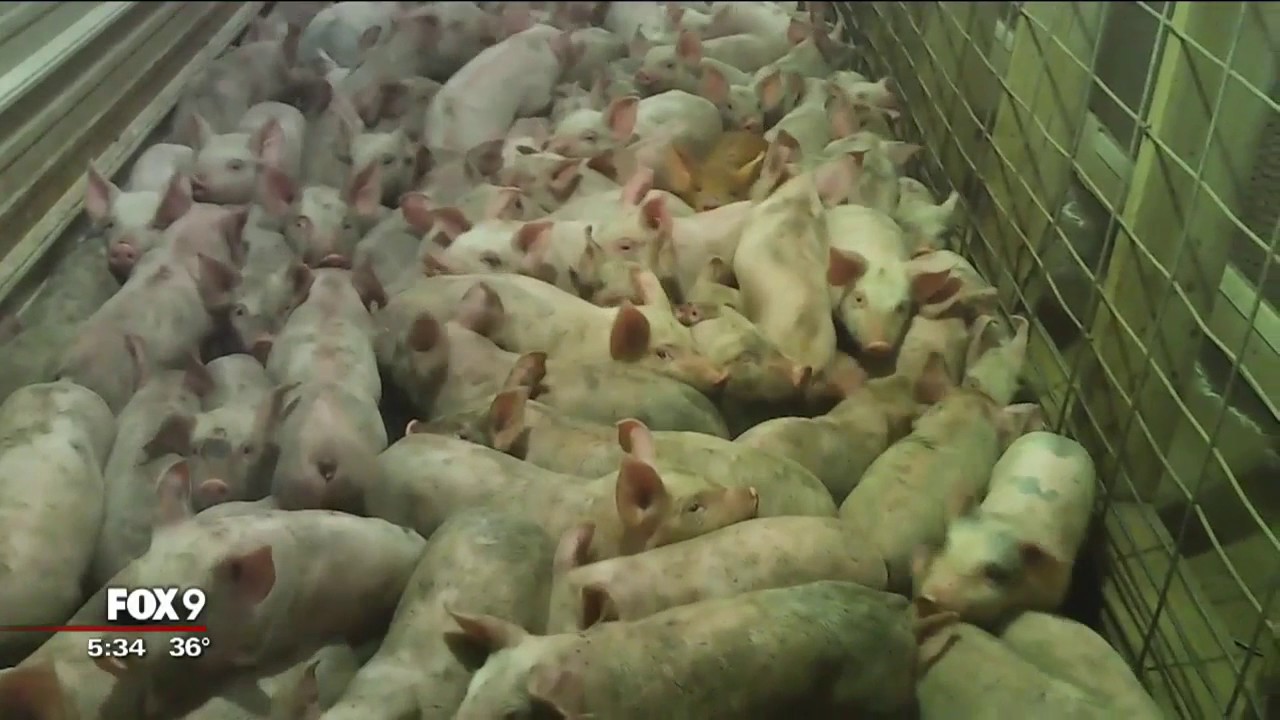 Hormel suspends pork supplier after undercover video released