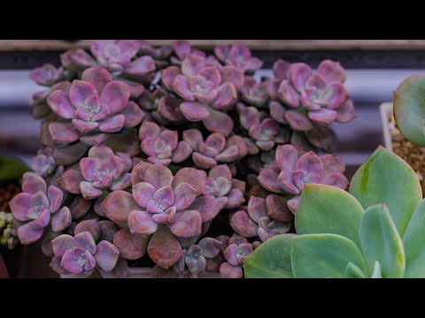 Video MẸO ƯƠM LÁ SEN ĐÁ NHANH LỚN Ở XỨ NÓNG | 다육식물 | 多肉植物 |... - youtube