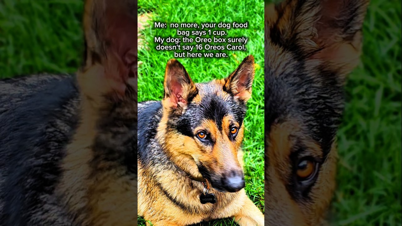 German Shepherd. Surviving with a German Shepherd. 