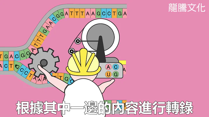 【動畫】DNA的轉錄與轉譯（搭配章節：2-1 DNA、基因與染色體） - 天天要聞