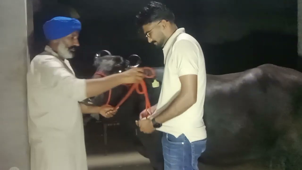 ਦੋਖੋ ਸੱਜਣੋ ਚੰਗੇ ਰਿਕਾਰਡ ਵਾਲੀ ਮੋਹਰਾ ਮੱਝ ਖਰੀਦੀ ਬਾਈ ਨੇ