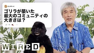 人類学者、山極壽一だけど「ゴリラについて」質問ある？ | Tech Support | WIRED Japan