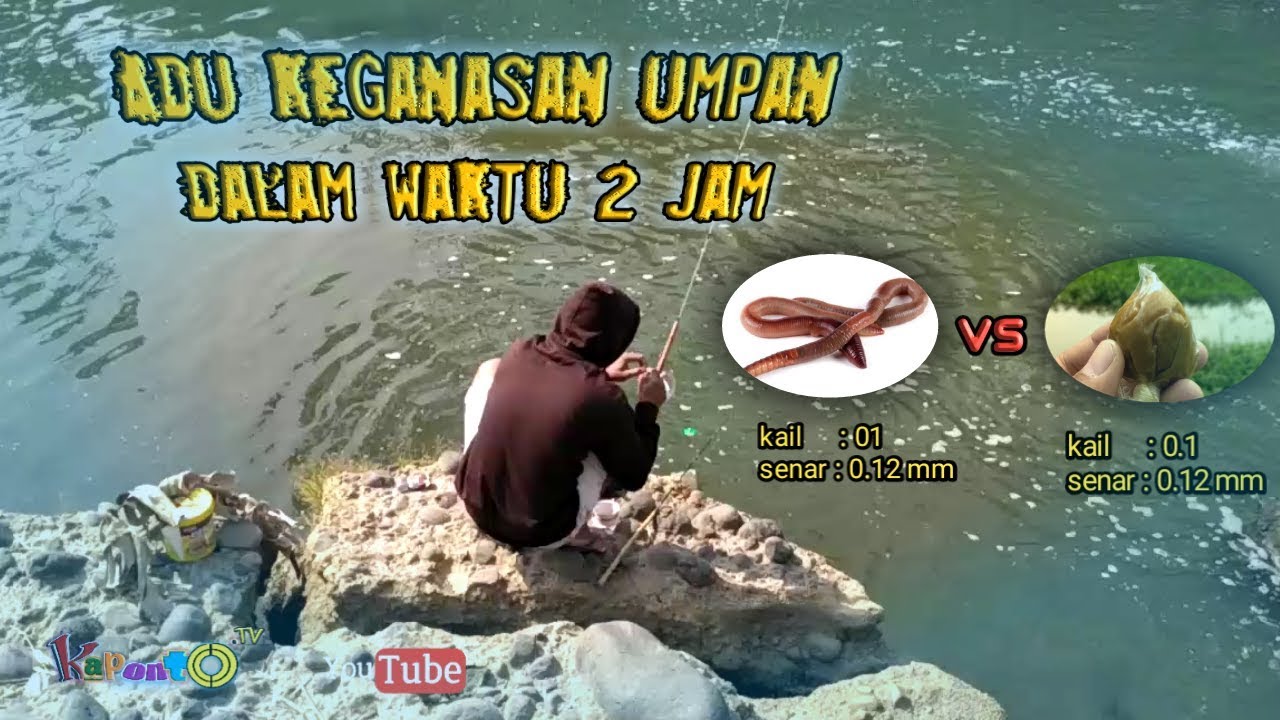 Umpan cacing vs umpan roti dengan mata kail kecil apa yg terjadi