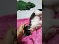 ballu humra pura din A/c pada. rehta hai #funny #biglaughs #comedy