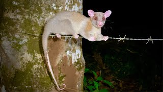 Exclusive Costa Rica Jungle Animals: Woolly Opossum, Tamandua & More! Details