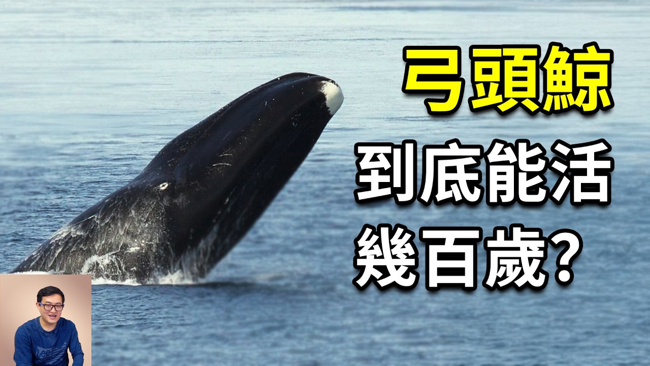為什麼說弓頭鯨被嚴重低估了？世界上最長壽的哺乳動物，體重僅次於藍鯨，差點被商業捕鯨滅絕，竟又強勢崛起！【老肉雜談】#動物 #生物 #海洋 #鯨 #弓頭鯨